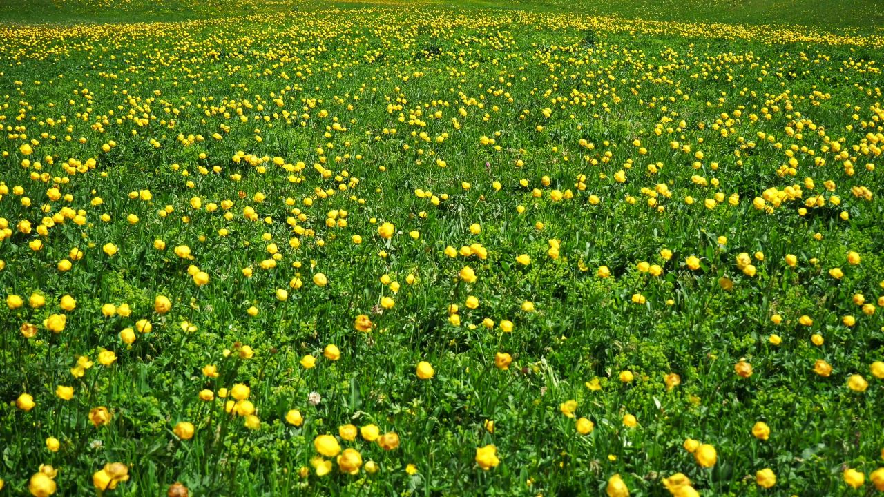 环球花卉高山花卉