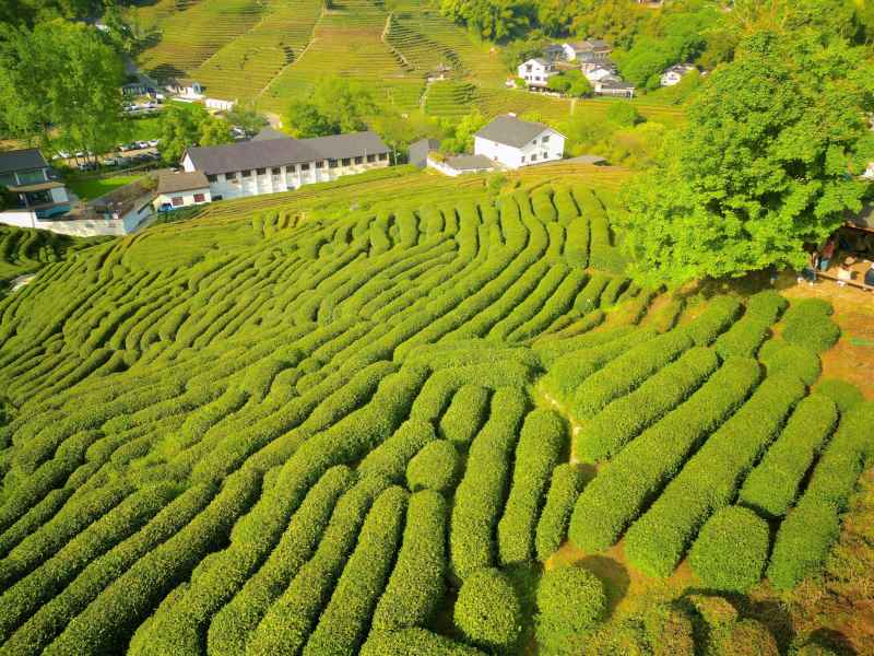航拍 杭州 龙井 茶园 种植 绿茶 农业 02