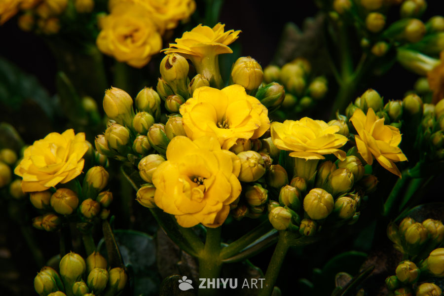 春日黄花