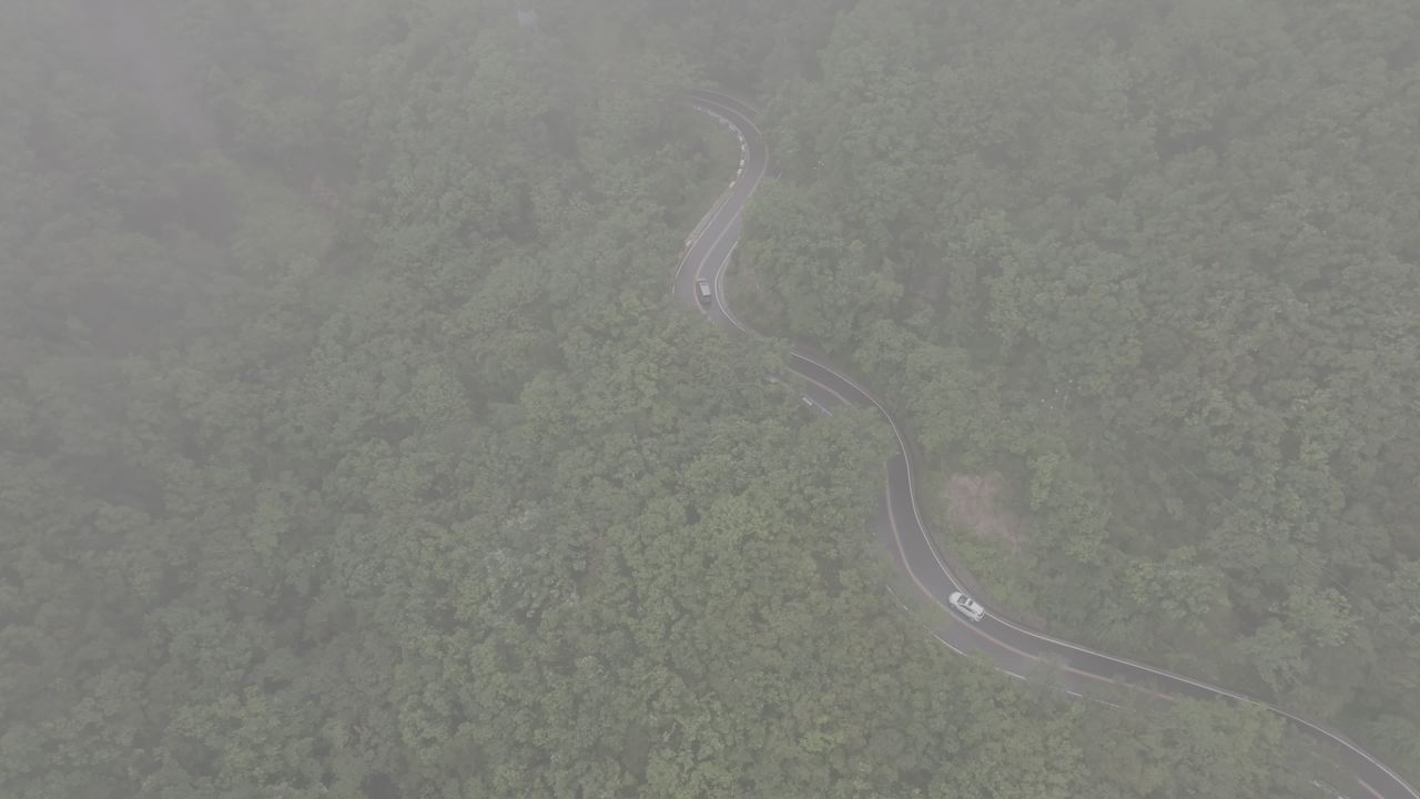 雾中森林蜿蜒路