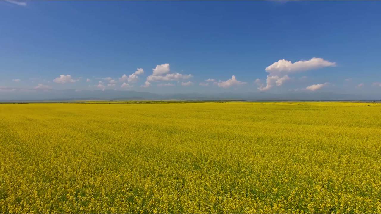 油菜花