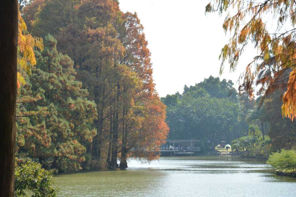 湖水，湖面，秋天，落羽杉，水杉，秋分，河岸