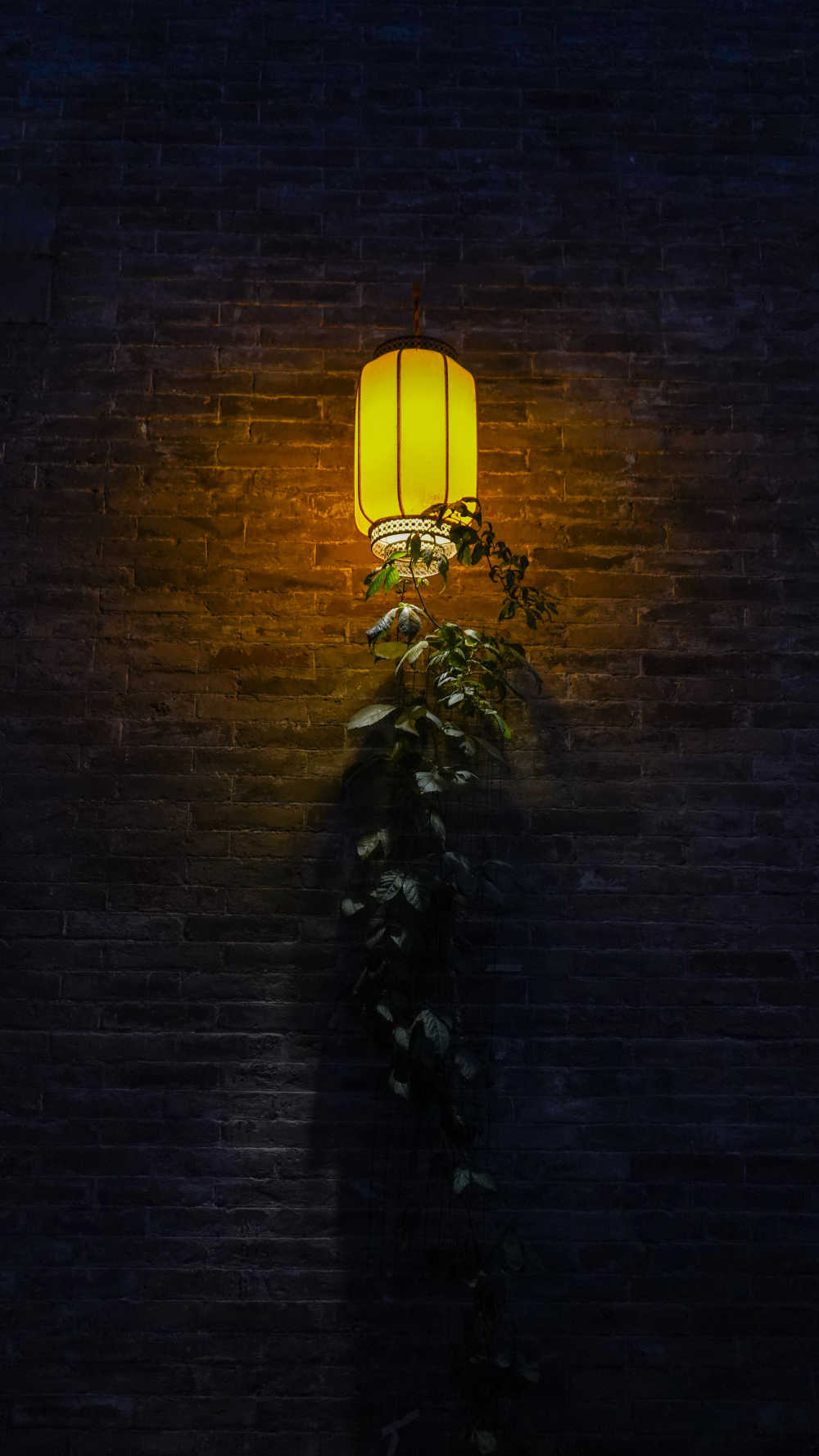 灯与植物