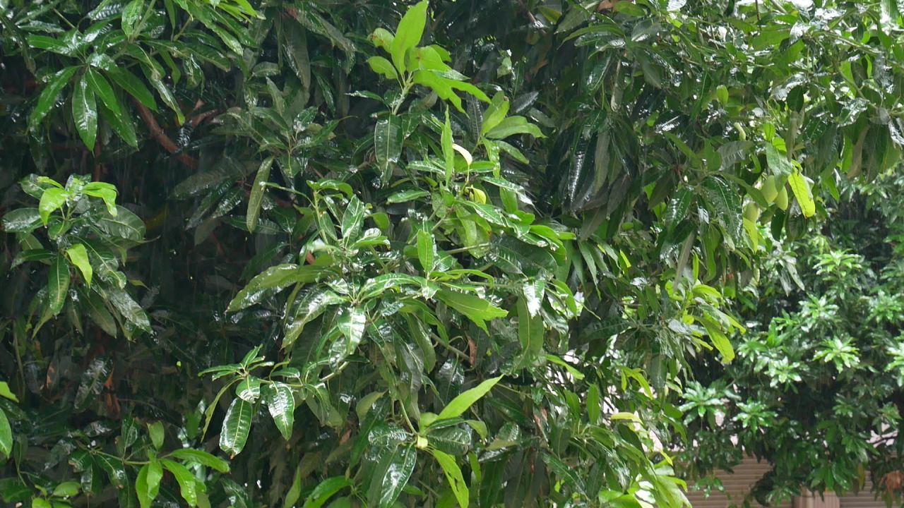 端午雨水中的芒果树
