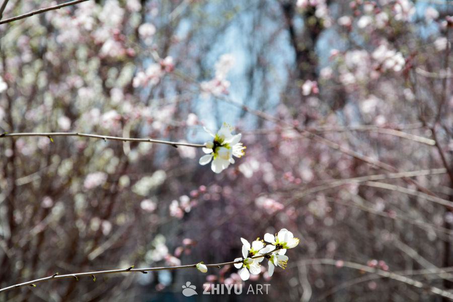 春花山桃
