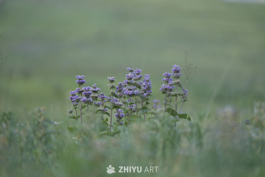 紫色花海