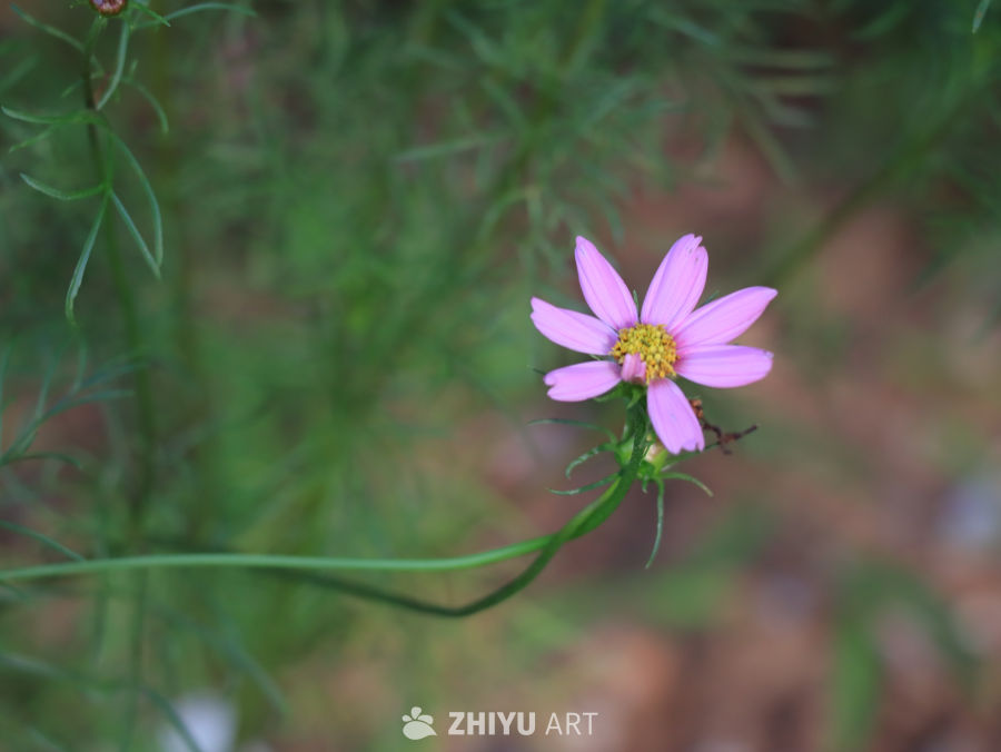 粉紫小花与绿叶