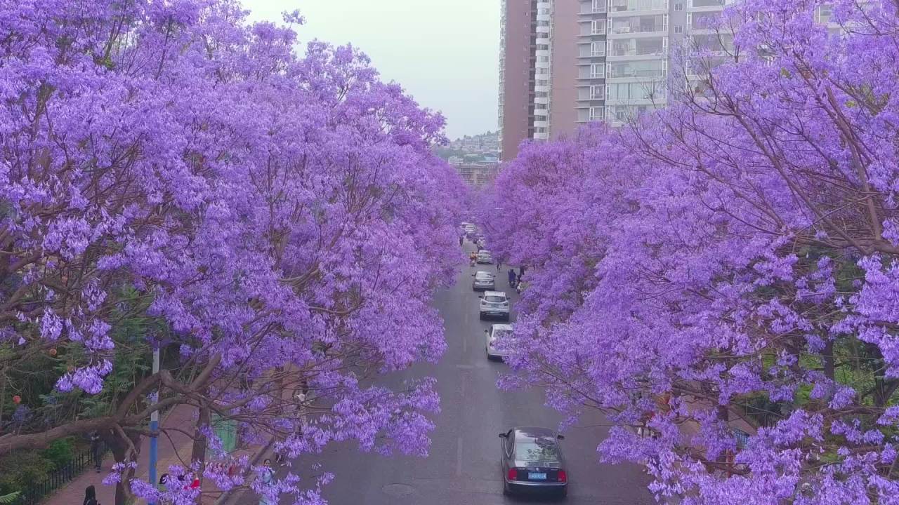 紫花盛开的城市街景