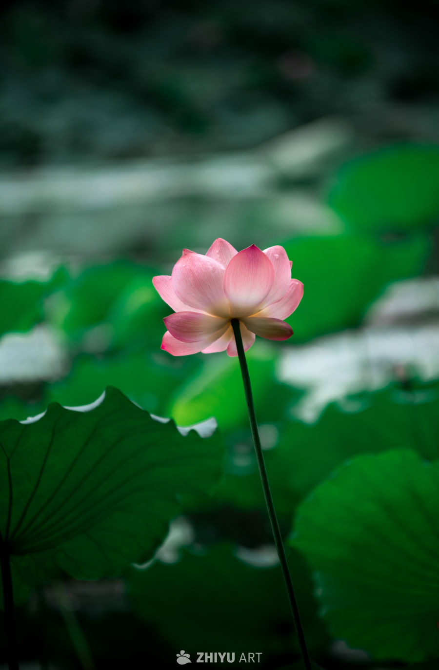 荷花 1