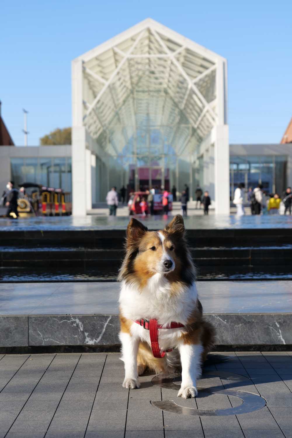 喜乐蒂牧羊犬