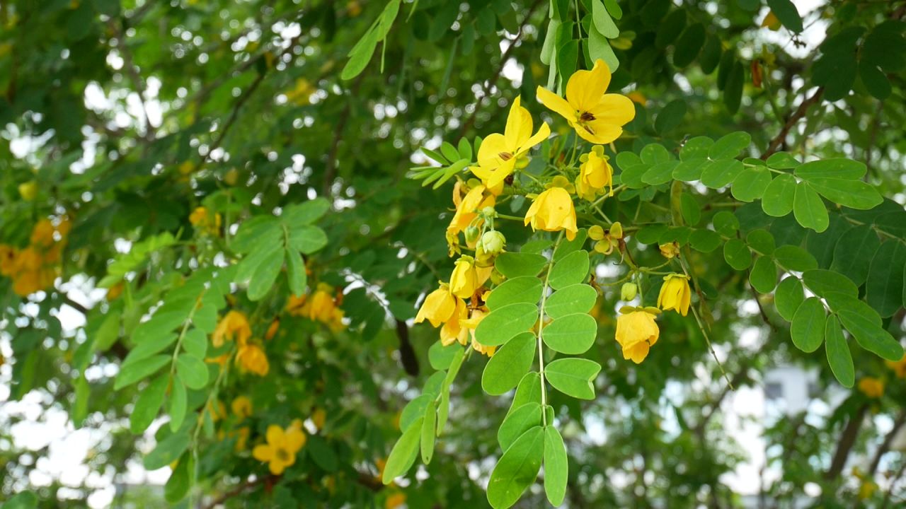 风中摇曳的黄槐决明花