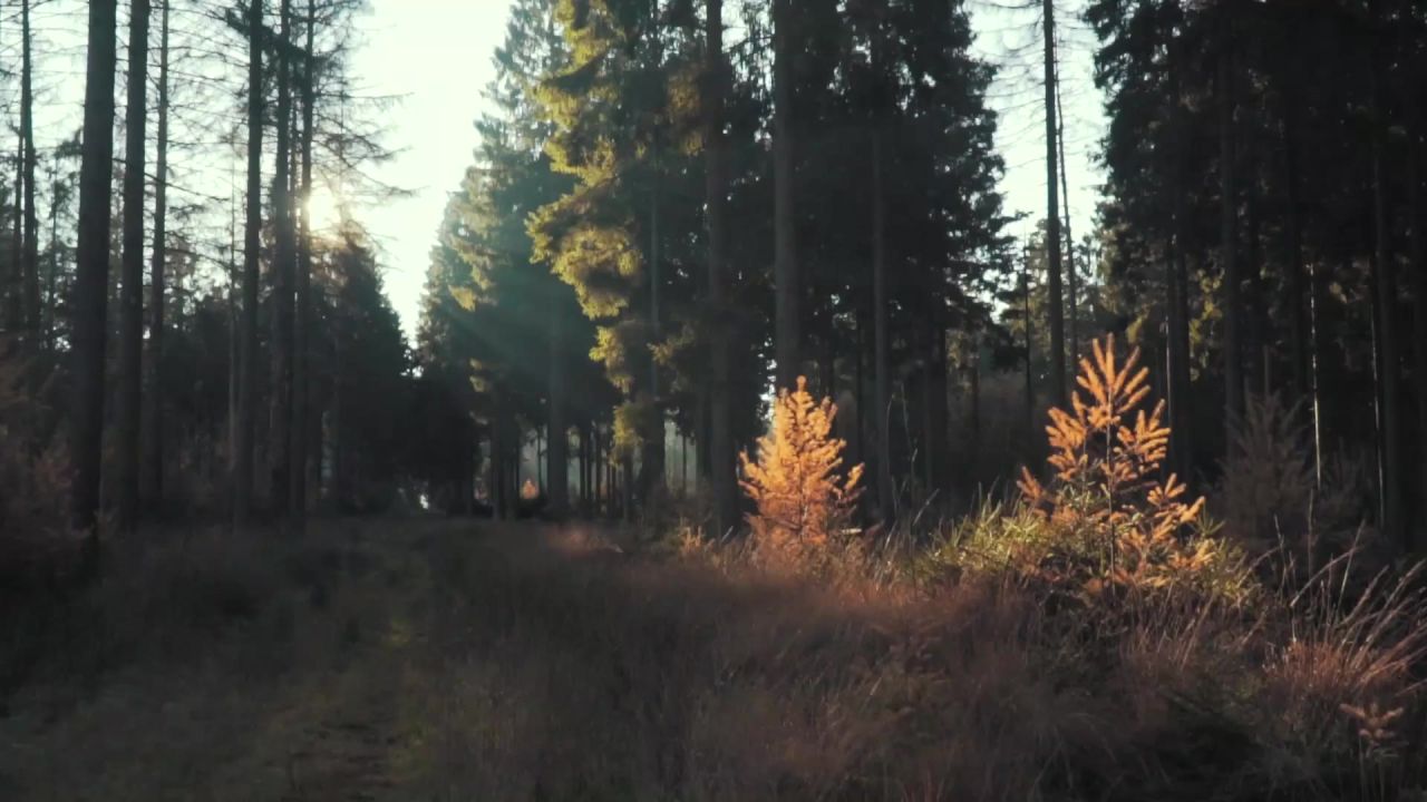 自然森林景观树木材