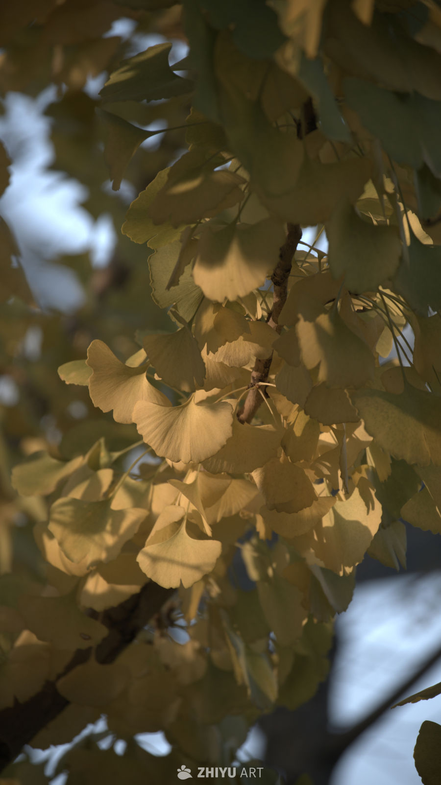 秋日银杏叶