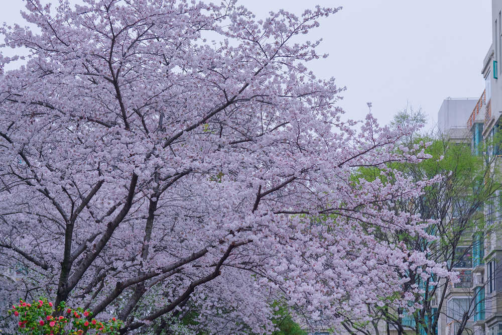 樱花季