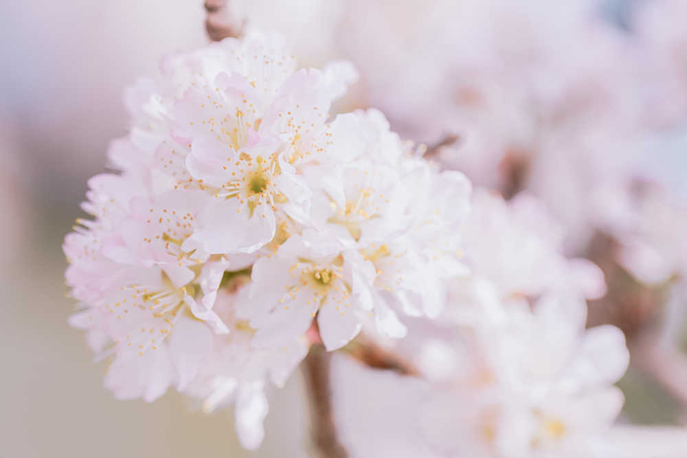 春天的那些花儿