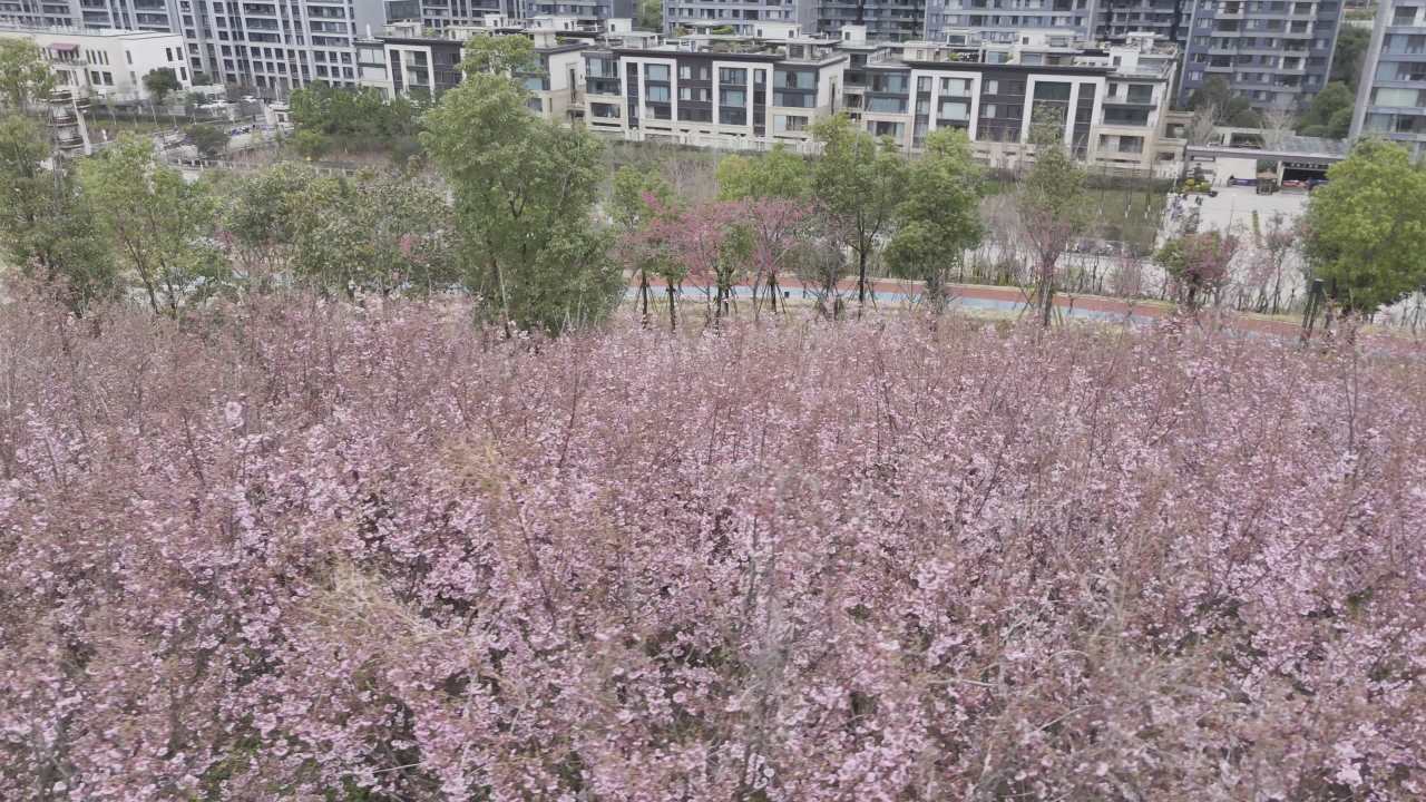 城市中的樱花盛宴