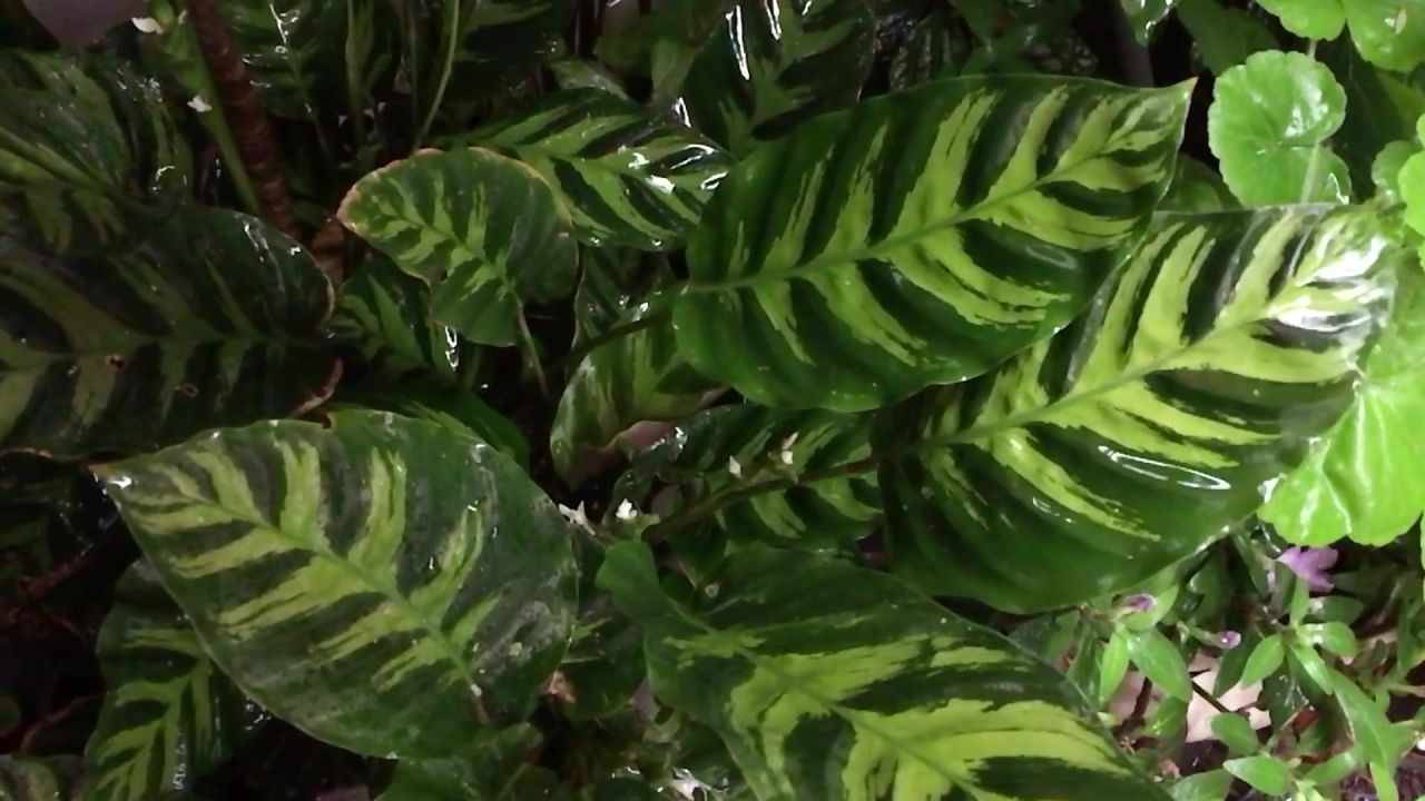雨植物绿色春叶