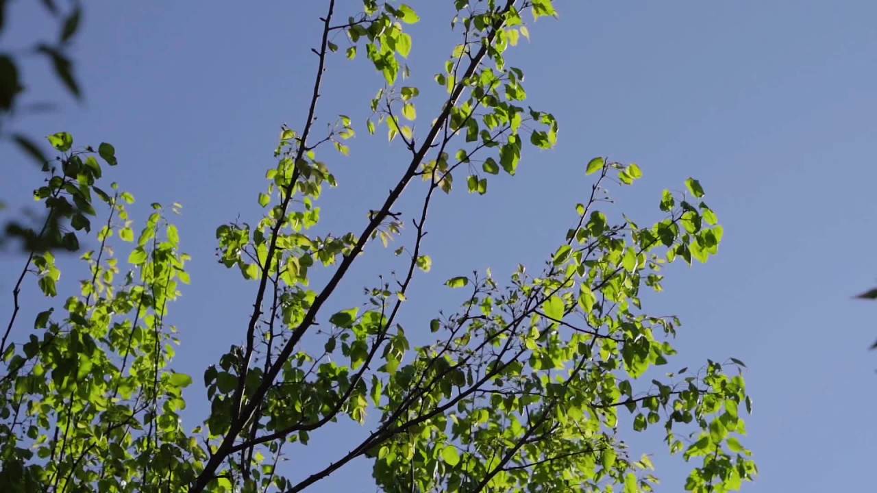 蓝天下的绿叶