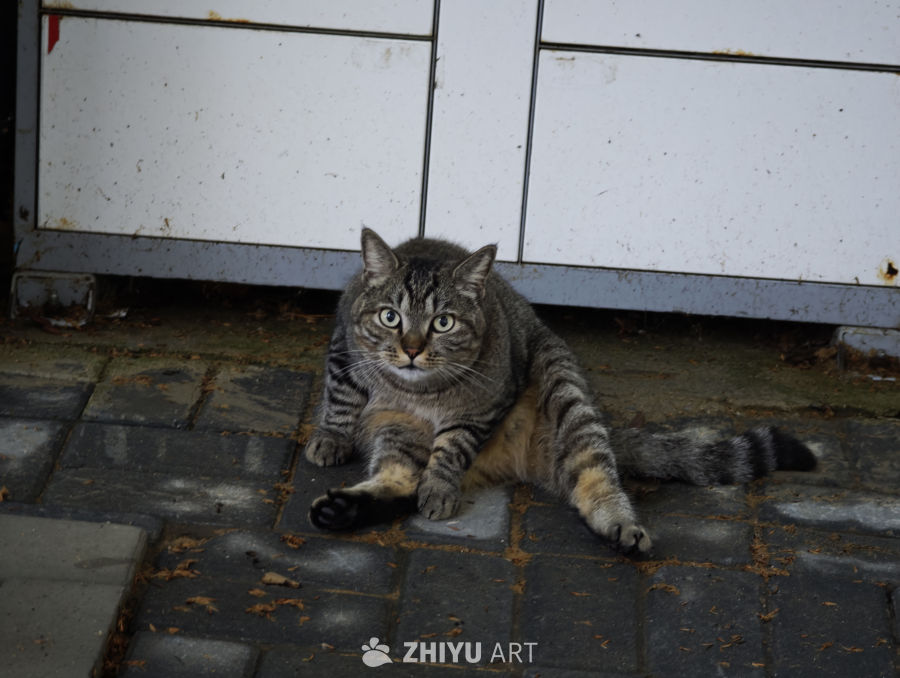 镜头里的小猫咪