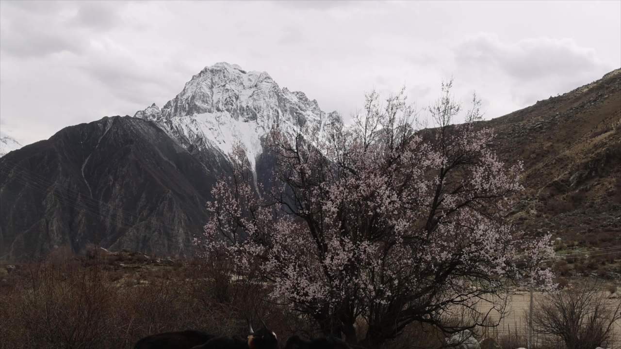 高原桃花