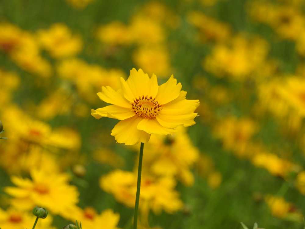 金鸡菊