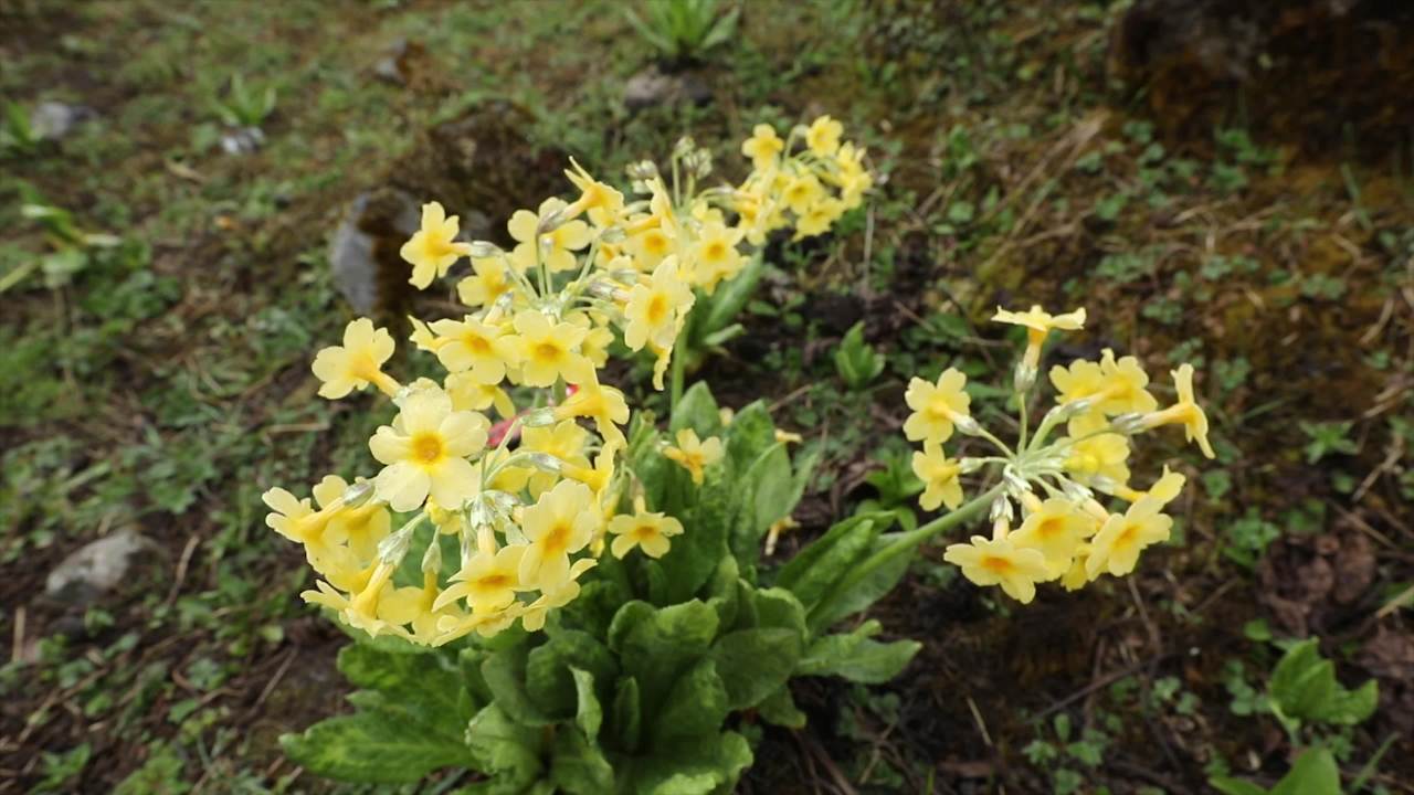 高原植物合集