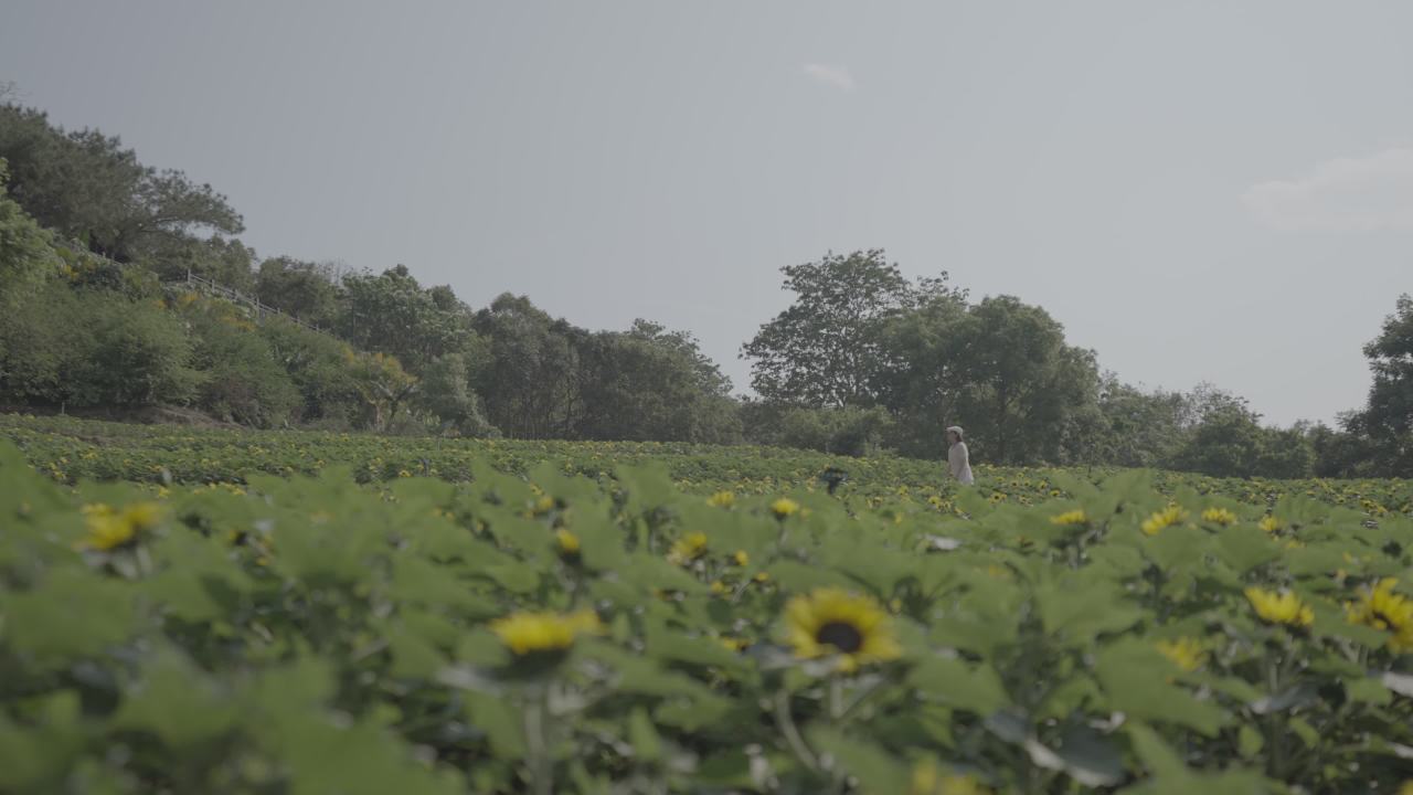 青秀山 15