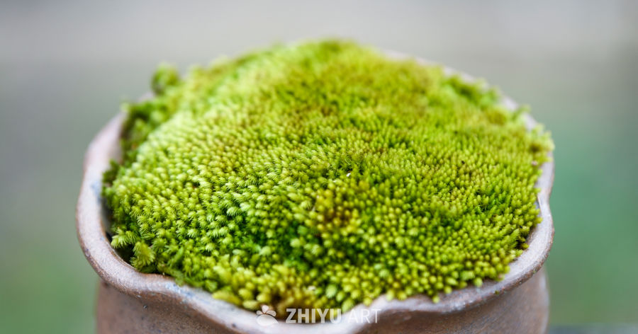 苔藓植物种植 3