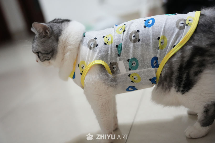 猫咪 38