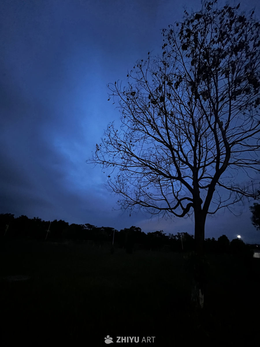 夜幕下的孤树
