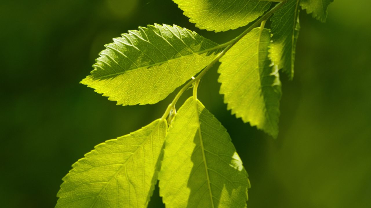 植物树木春天夏天绿油油生机盎然
