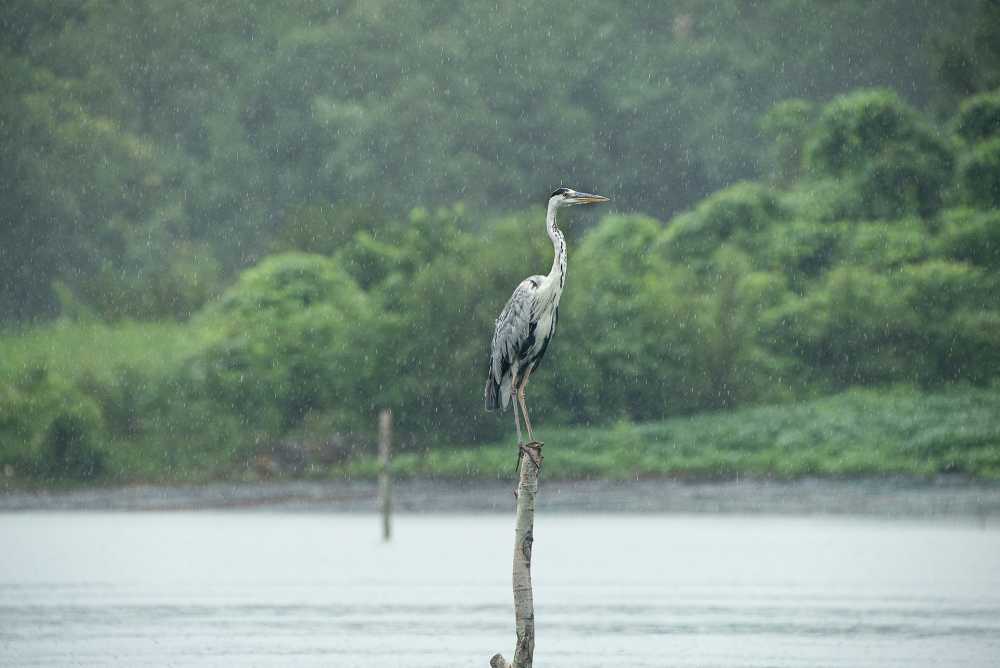 苍鹭孤独雨湖夏天