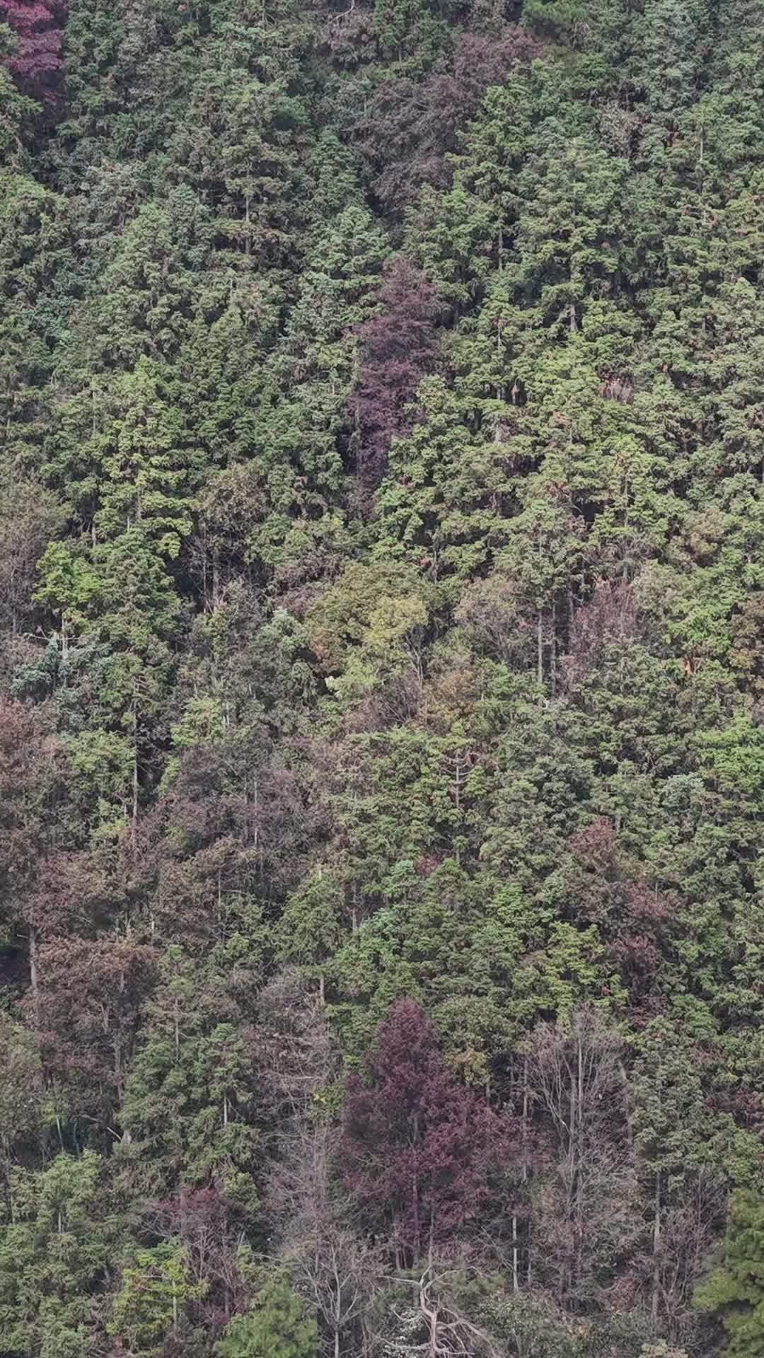 竖版航拍秋天森岭枯黄植物树枝树叶 (3)