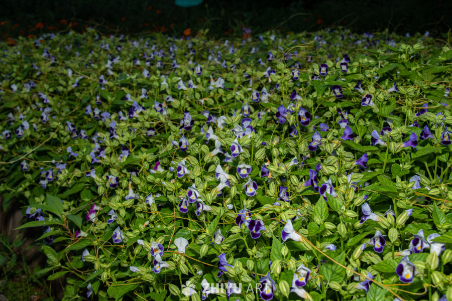 中药材与药材花 33