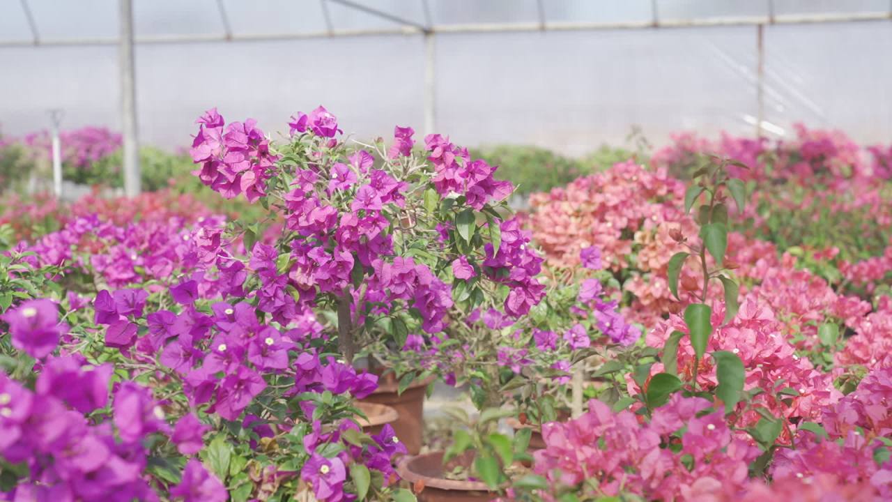 年宵花 5