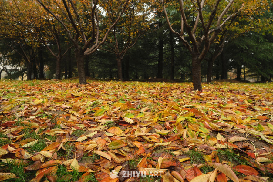 【实拍样片】富士X-S20相机实拍照片原片 1