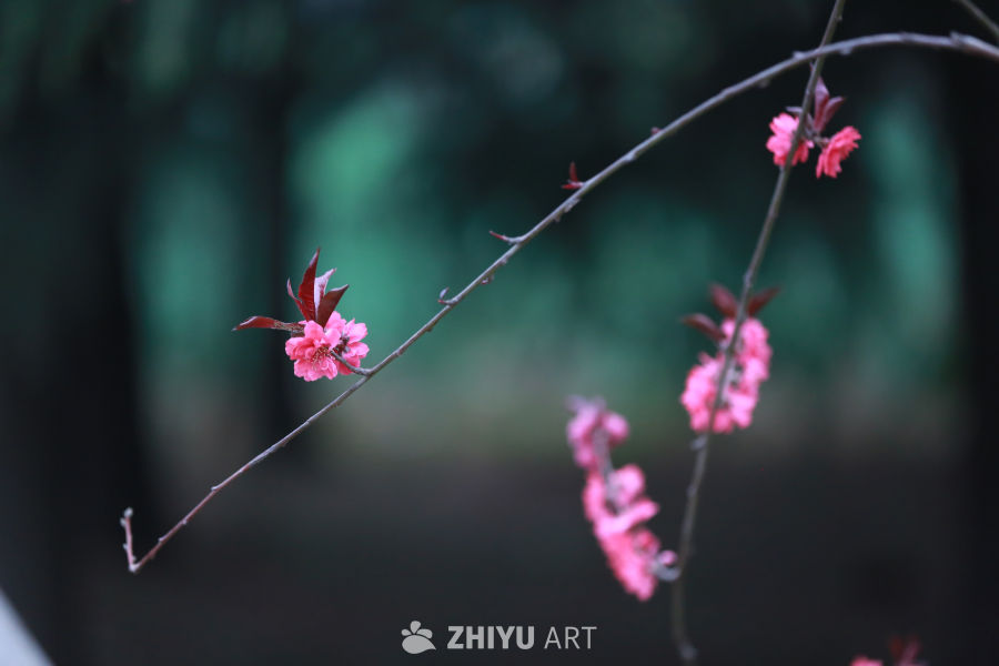 春日樱花绽放