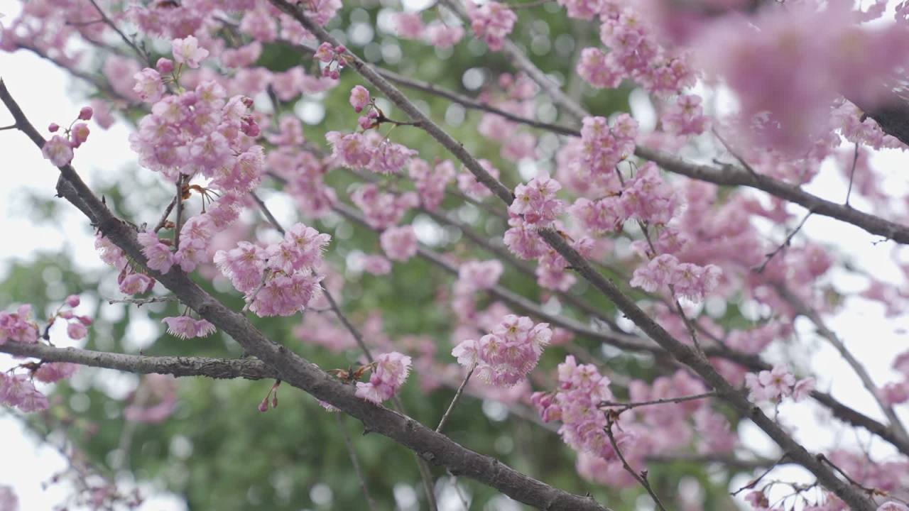 樱花绽放的春天