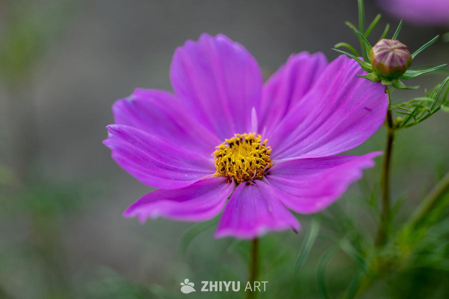 古楼荷花 9