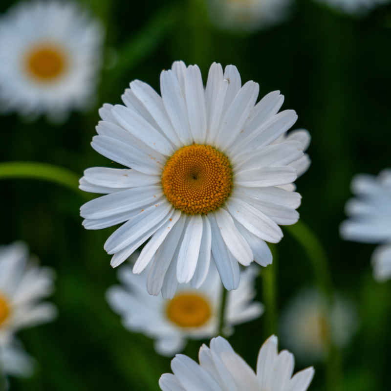 小白花
