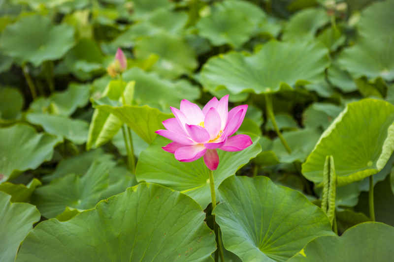 荷花