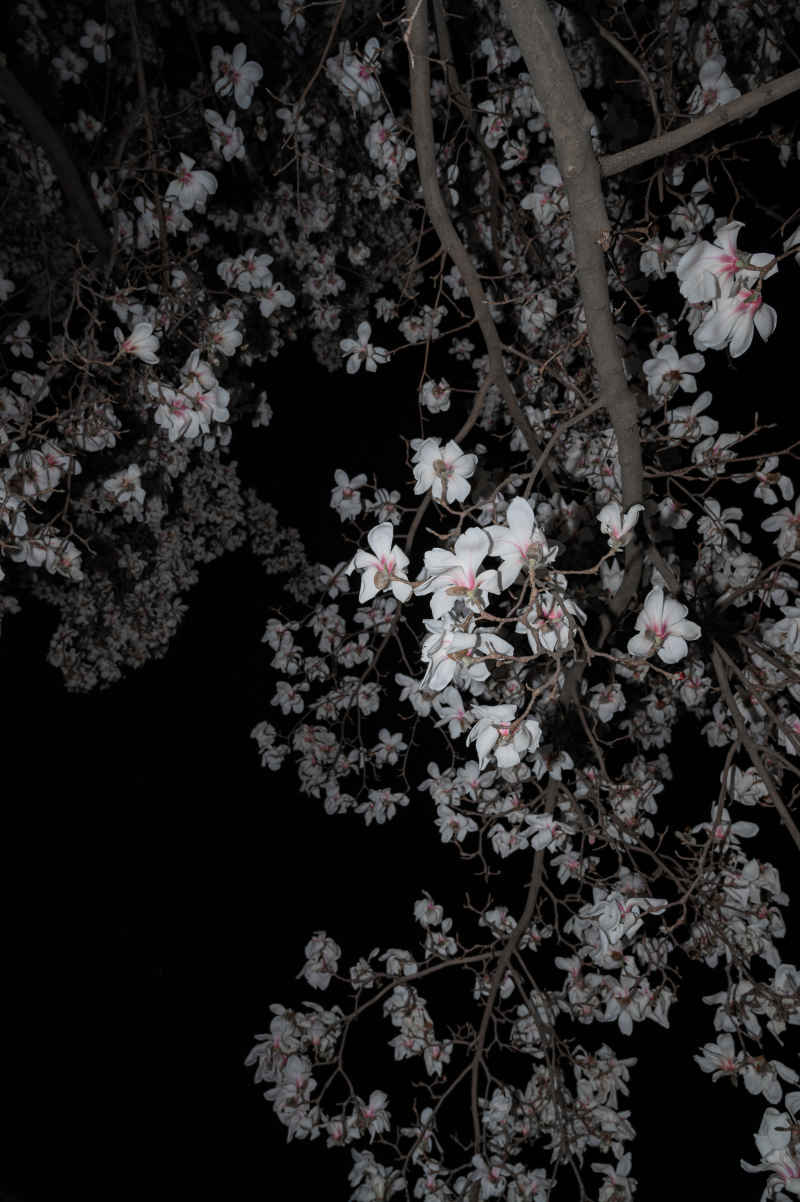 夜玉兰 10