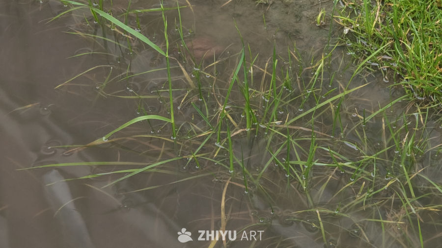 雨后被水淹没的小草