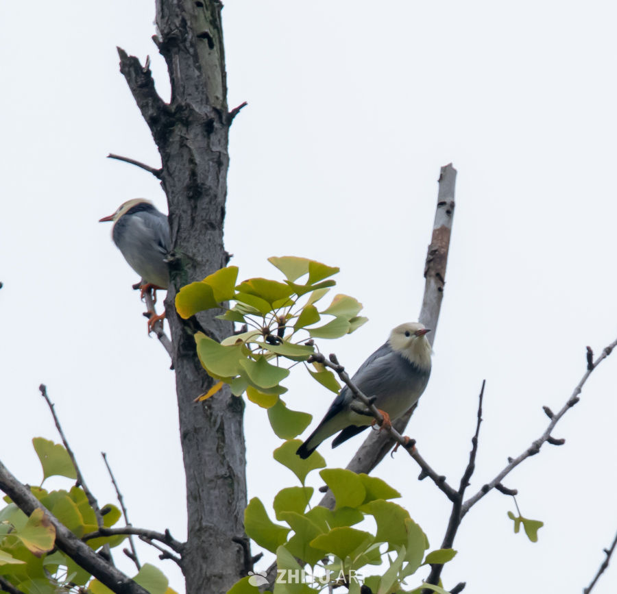 双鸟栖枝绿叶间
