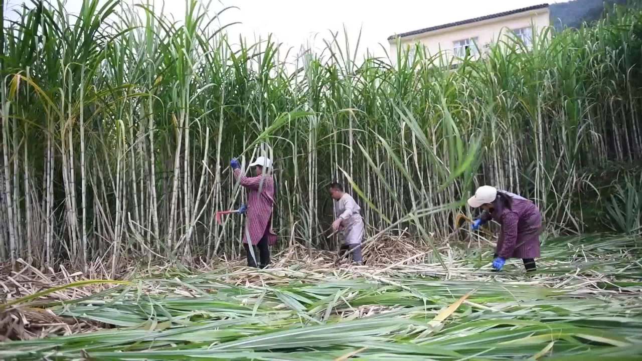 甘蔗地实拍 传统古法红糖制作熬红糖