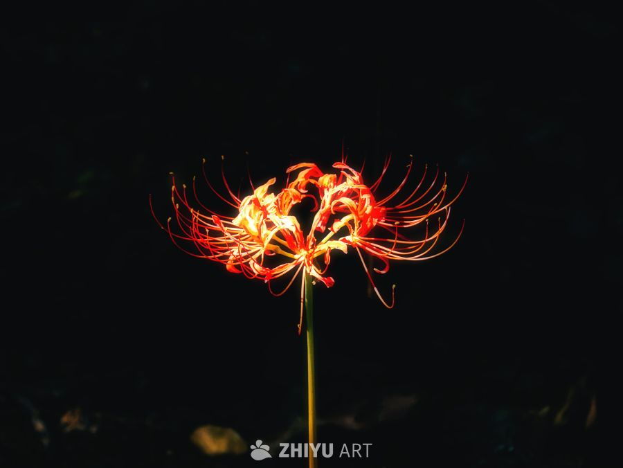 彼岸花