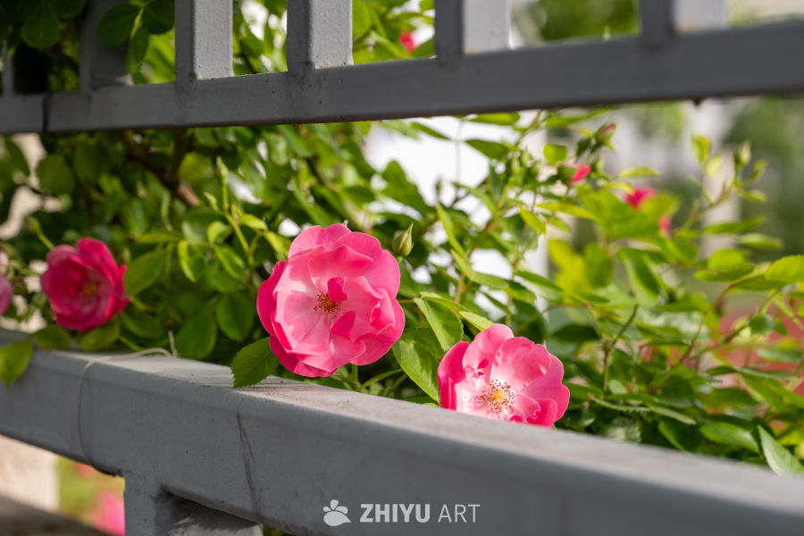 月季花 1