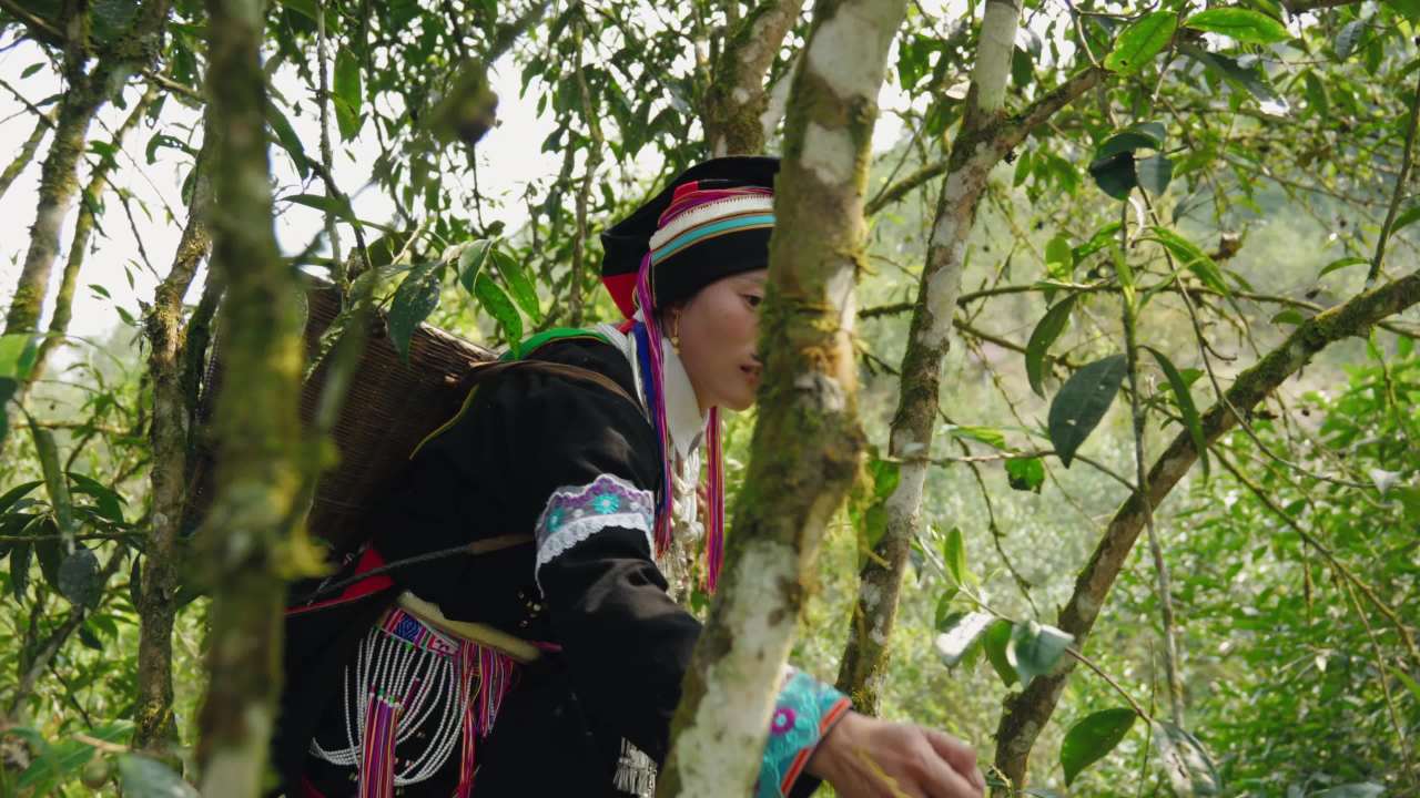 森林中的传统采收