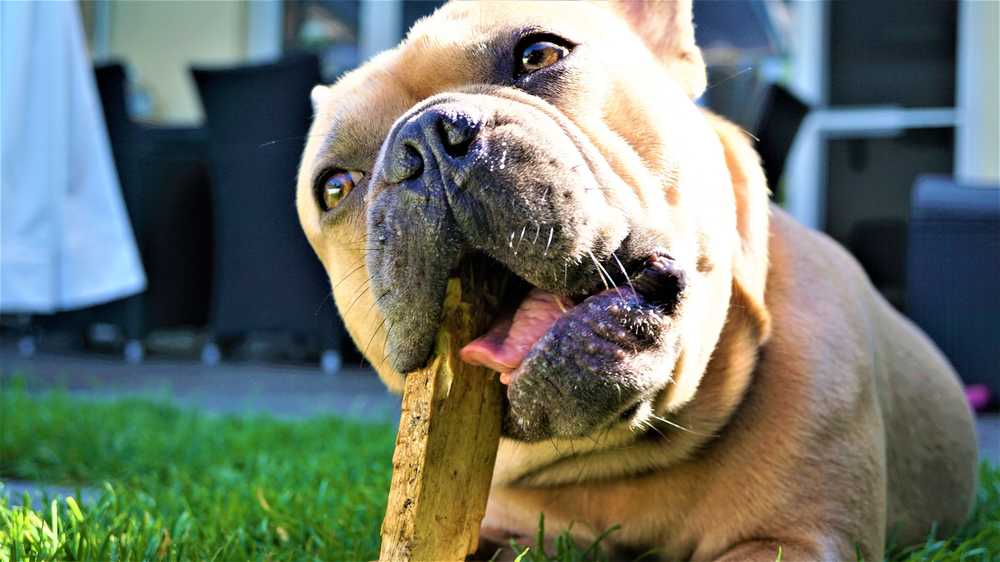 法国斗牛犬木嚼不