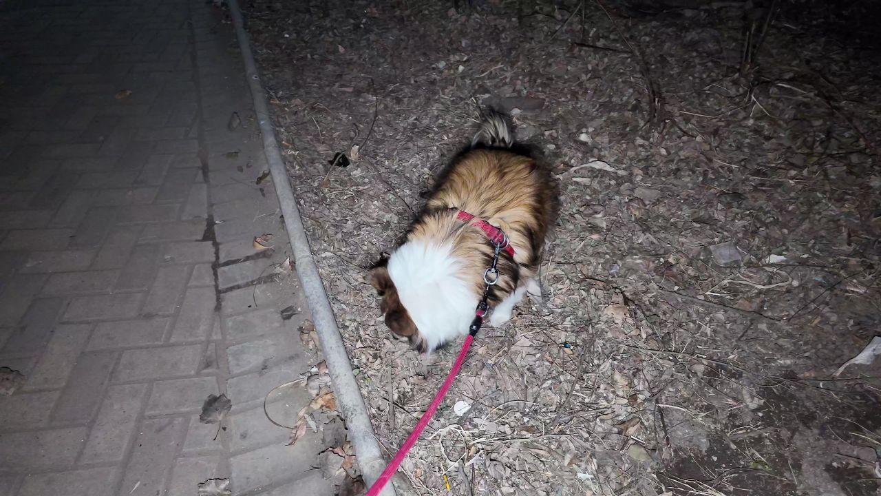 夜晚遛狗 9